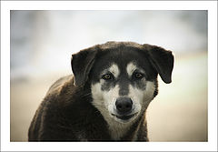 photo "Friend of Mine"