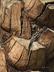фото "Palm trunk"