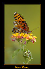 фото "Lantana"