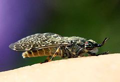 фото "Vampir ( Regenbogenbremse)"