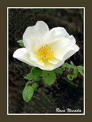 photo "Autumnrose"