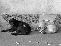 photo "Monochrome"