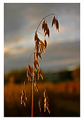 photo "Harvest time."