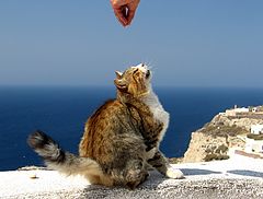 фото "wild hungry cat"