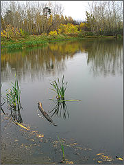 photo "Rain on water"
