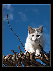photo "Cat who lives on a roof"