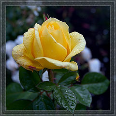 photo "Late rose"