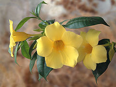 фото "yelow flowers"