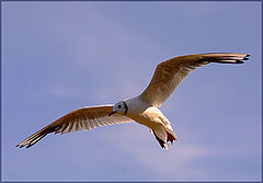фото "Flight"