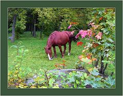 photo "Autumn pasture"