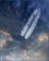 photo "October Opus"