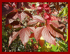 photo "A colors of autumn"