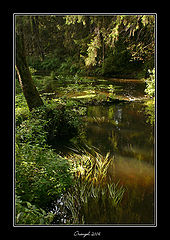 фото "Forest."