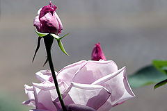 photo "for Bere"
