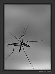 photo "Mosquito"