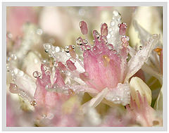 фото "Королева утра"