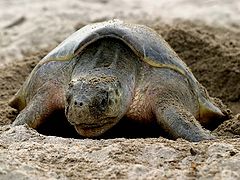 photo "Sea turtle placing her eggs"