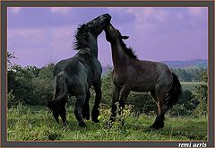 photo "young Belgian drafthorses"