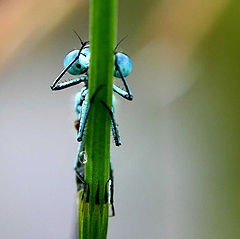 photo "Watergames (II)"