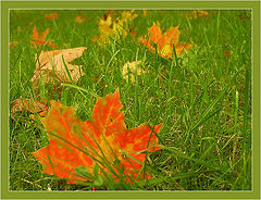 photo "The maple leaf"
