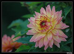 photo "About Summer 1"