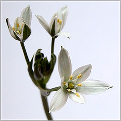 photo "Trio"