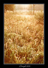 фото "Solar morning"