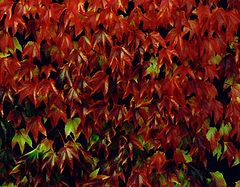 фото "Autumn"