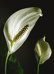фото "Twins"