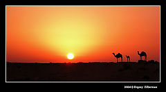 фото "Negev desert"