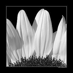 photo "White Crown"