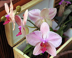 фото "Орхидея"