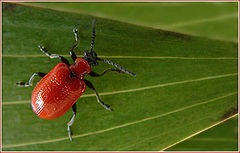 фото "Scarlet Lily Beetle"