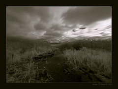 photo "Landscape in an IR spectrum – 1"