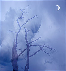 photo "Moon Mists...An Avenue for Souls..."