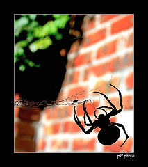 photo "fly cries"