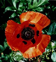 фото "Poppies"