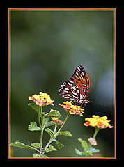 фото "BTRFLY 26"