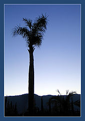 photo "Etude with a palm-tree"