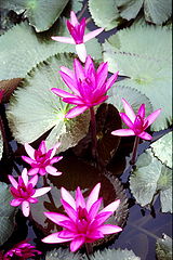 photo "Spatterdock"