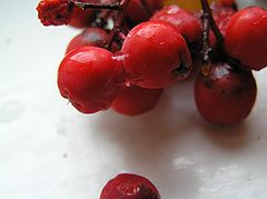 фото "наливные"