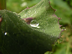 photo "Drops of dew"