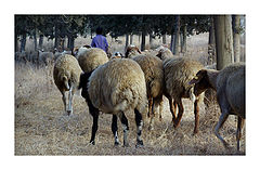 фото ""The good shepherd giveth his life for the sheep""