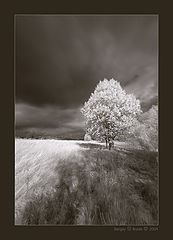 photo "Landscape in an IR spectrum – 2"