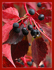 photo "Vineberry"