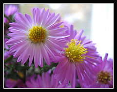 photo "Cheerful diagonal"