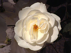 фото "a ray of light"