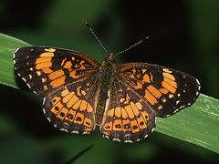 photo "Last brood’s silvery checkerspot"