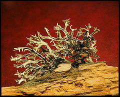 photo "dried"