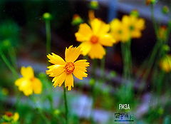 фото "little yellow flower"